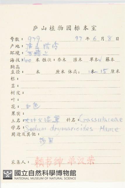 大葉火焰草藏品圖，第2張