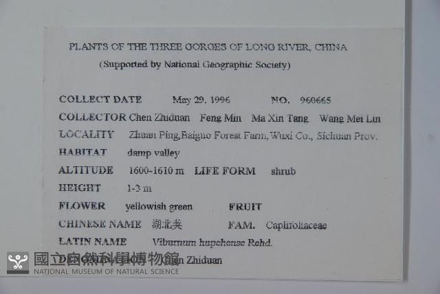 湖北莢藏品圖，第2張