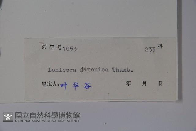 忍冬、金銀花藏品圖，第2張