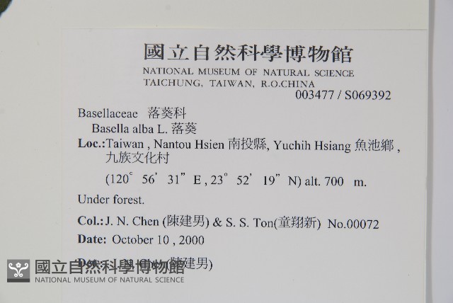 落葵藏品圖，第2張