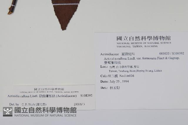 硬齒獼猴桃藏品圖，第2張