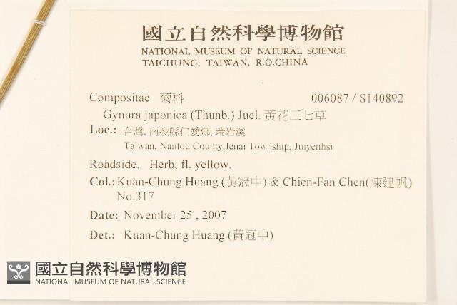黃花三七草藏品圖，第2張
