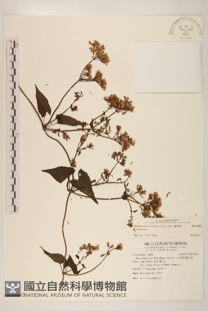 蔓澤蘭藏品圖，第1張