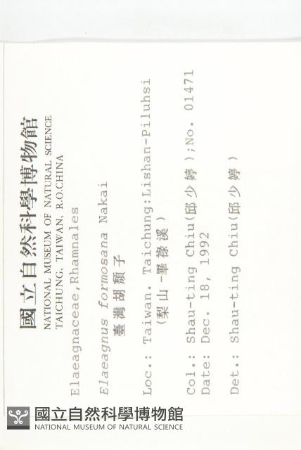 臺灣胡頹子藏品圖，第2張