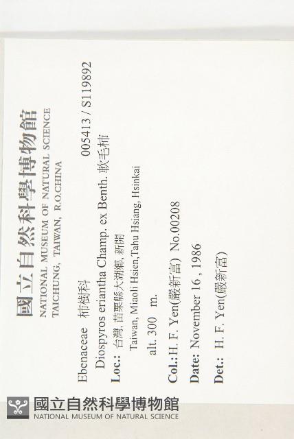 軟毛柿藏品圖，第2張