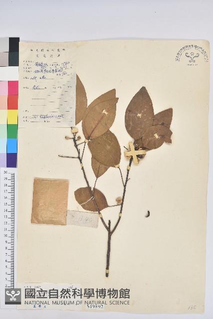 白臼藏品圖，第1張