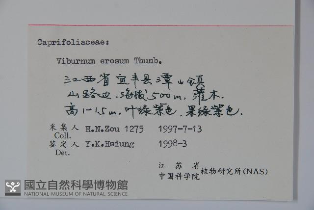 松田氏莢迷、宜昌莢迷藏品圖，第2張