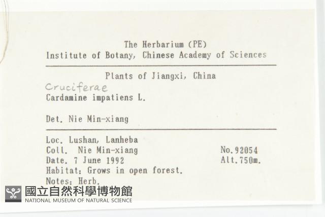 水花菜藏品圖，第2張