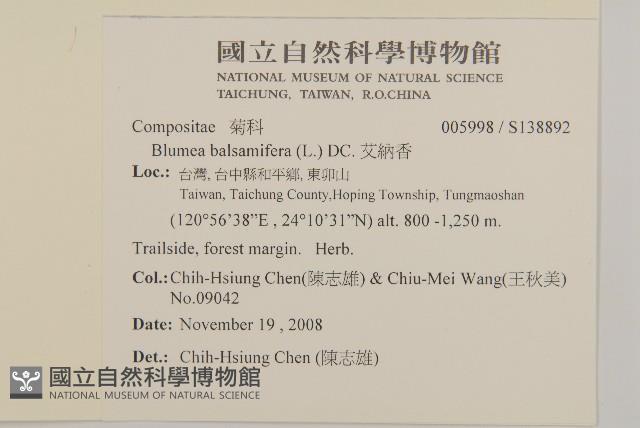 艾納香藏品圖，第2張