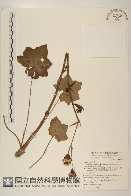 臺灣山菊藏品圖，第1張