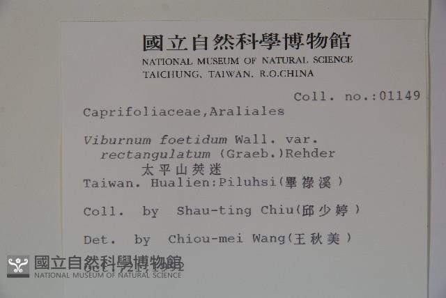 狹葉莢迷藏品圖，第2張