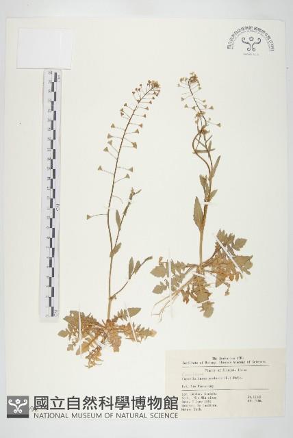 薺藏品圖，第1張