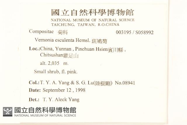 斑鳩菊藏品圖，第2張