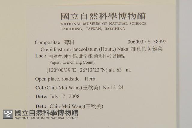 細葉假黃鵪菜藏品圖，第2張