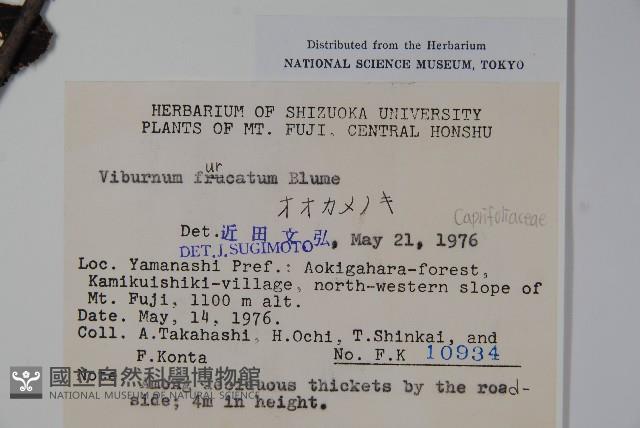 假繡球藏品圖，第2張