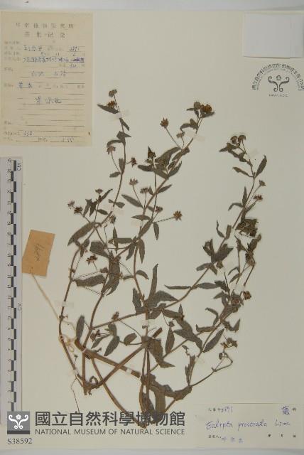 鱧腸藏品圖，第1張