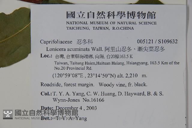 阿里山忍冬、漸尖葉忍冬藏品圖，第2張