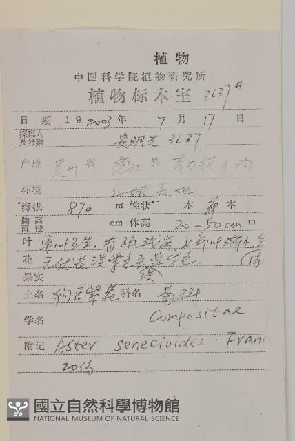 狗舌紫菀藏品圖，第2張