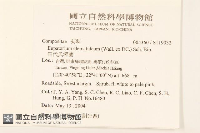 田代氏澤蘭藏品圖，第2張