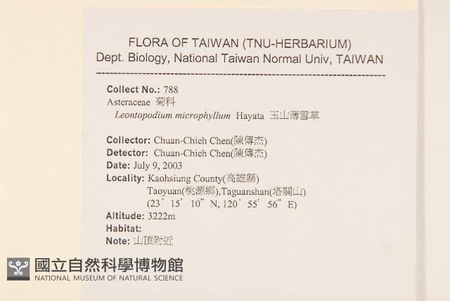 玉山薄雪草藏品圖，第2張
