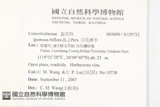 白花牽牛藏品圖，第2張