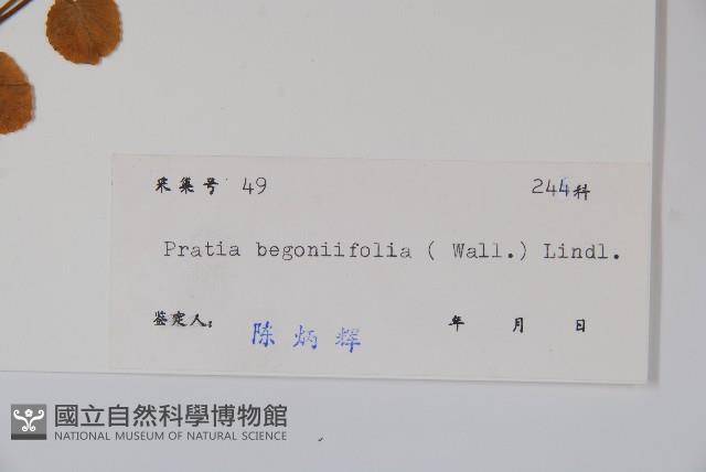 銅錘玉帶草藏品圖，第2張