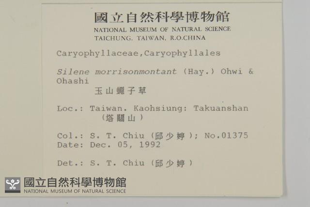 玉山蠅子草藏品圖，第2張