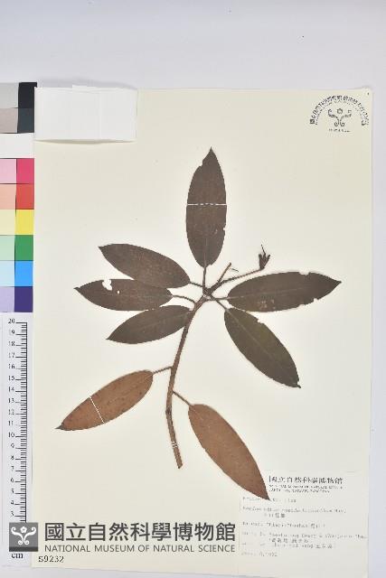 玉山杜鵑藏品圖，第1張