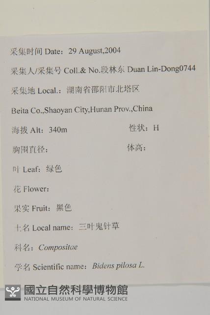 白花鬼針藏品圖，第2張