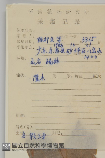 密花假衛矛藏品圖，第2張