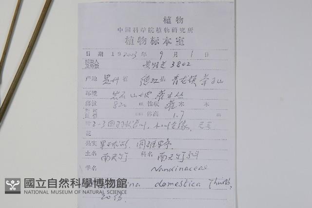 南天竹、天竹、蘭天竹藏品圖，第2張