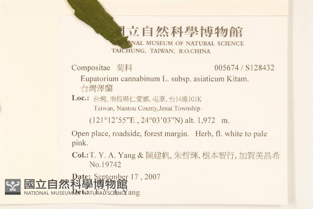 台灣澤蘭藏品圖，第2張