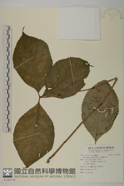 臺灣及己藏品圖，第1張