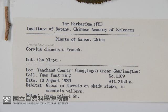 華榛藏品圖，第2張