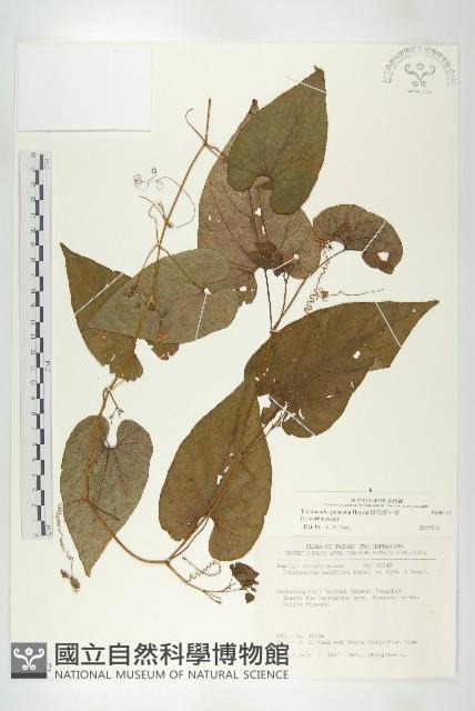 斑花青牛膽藏品圖，第1張