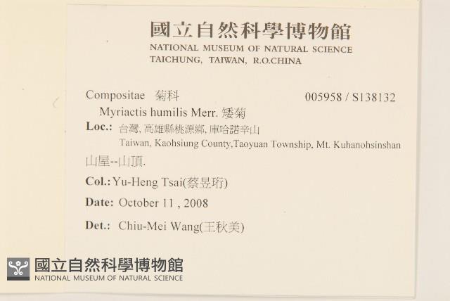 矮菊藏品圖，第2張