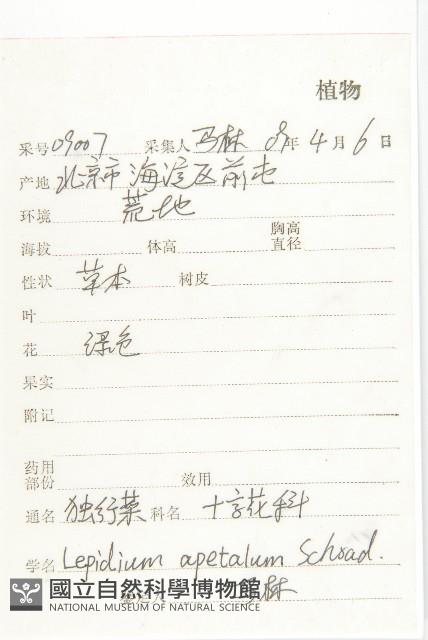 腺獨行菜藏品圖，第2張