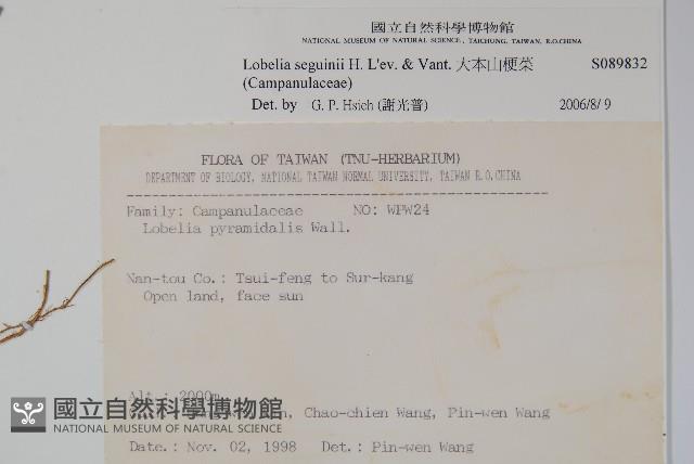 大本山梗菜藏品圖，第2張