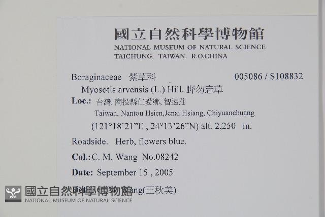 野勿忘草藏品圖，第2張