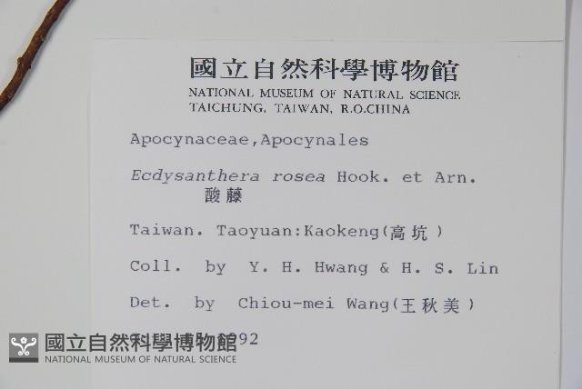 酸藤藏品圖，第2張