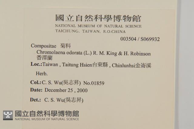 香澤蘭、飛機草藏品圖，第2張