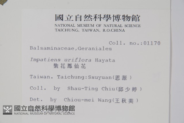 紫花鳳仙花藏品圖，第2張
