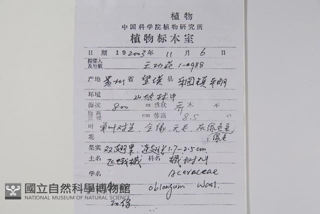 飛蛾槭藏品圖，第2張