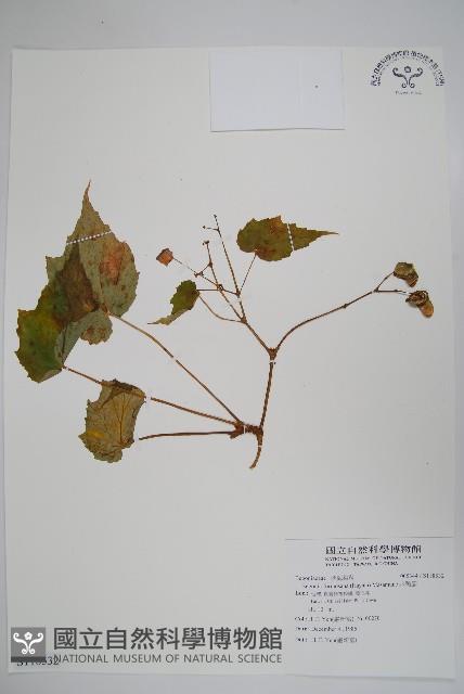 水鴨腳藏品圖，第1張