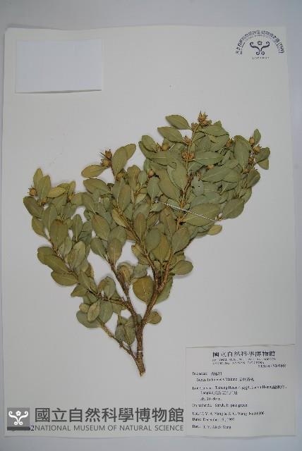 琉球黃楊藏品圖，第1張