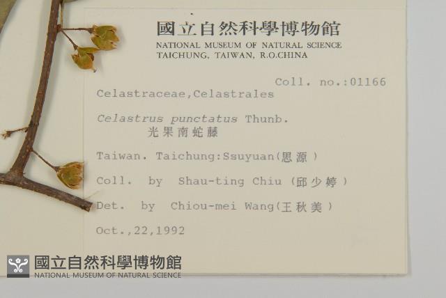 光果南蛇藤藏品圖，第2張