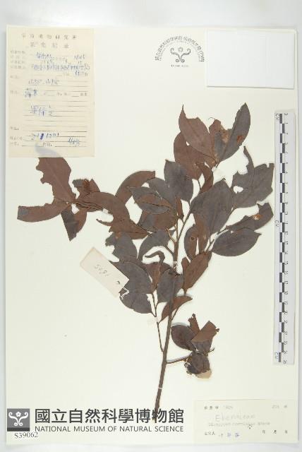 山紅柿藏品圖，第1張