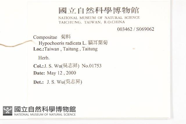 貓兒菊藏品圖，第2張