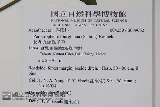 長花九頭獅子草、山藍藏品圖，第2張