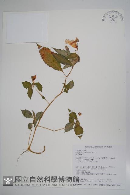 紫花鳳仙花藏品圖，第1張